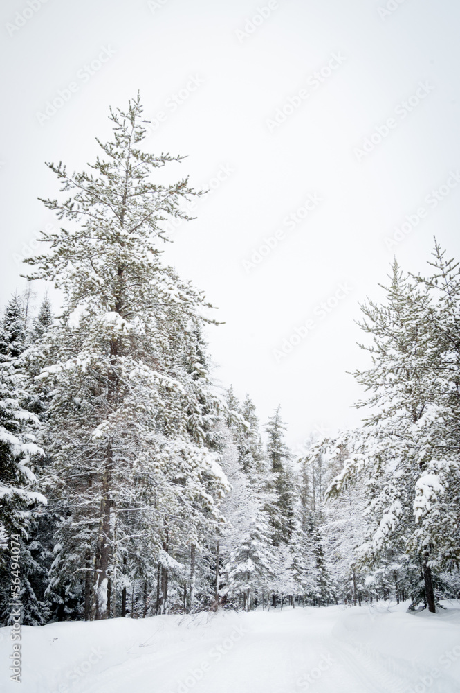 Winter snow storm in a forest