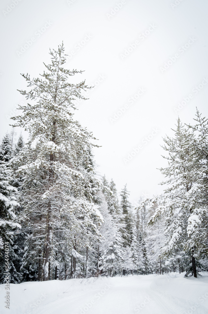 Fototapeta premium Winter snow storm in a forest