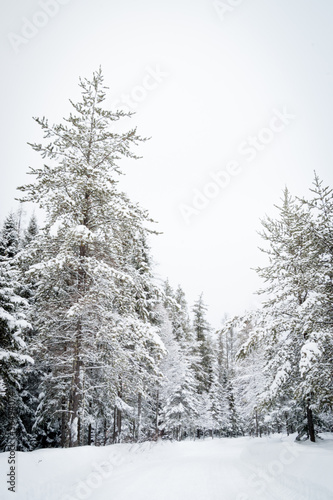 Winter snow storm in a forest © CedricTavan
