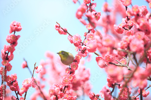 Wallpaper Mural 梅とメジロ Torontodigital.ca