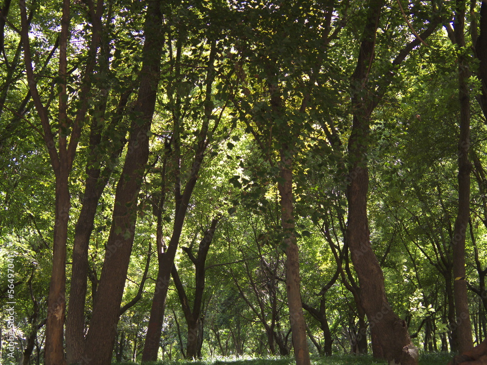 Fototapeta premium Wald in Shanghai