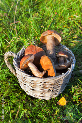 Mushrooms boletus edulis in a basket