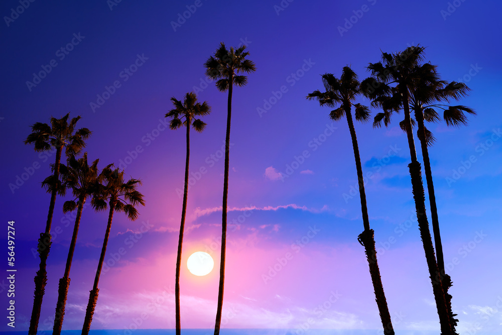 Fototapeta premium California high palm trees sunset sky silohuette background USA