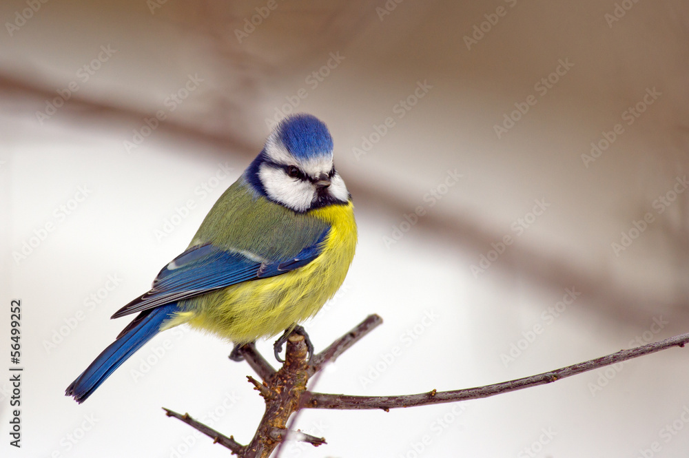 Obraz premium Blue Tit (Parus caeruleus)