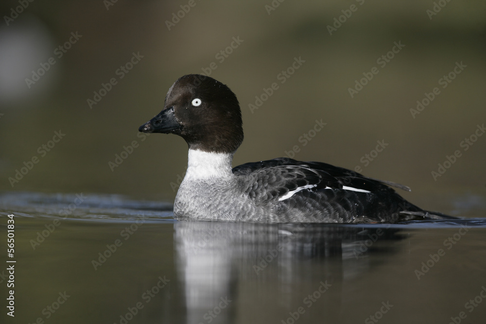 Fototapeta premium Goldeneye, Bucephala clangula