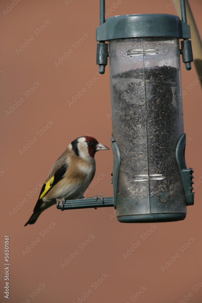 Naklejka premium Goldfinch Carduelis carduelis