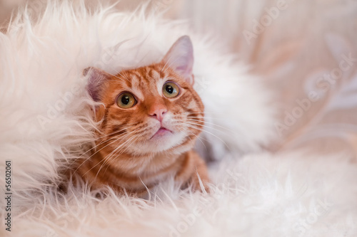 Red cat under blanket