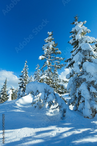 Winter mountain fir forest landscape © wildman