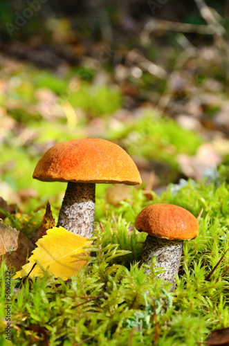 Mushrooms in forest