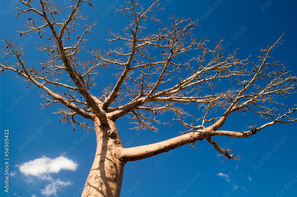 Fototapeta premium Baobab tree