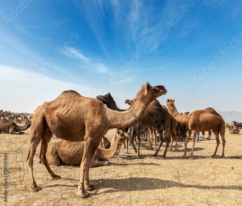 Camels at Pushkar Mela  Pushkar Camel Fair    India