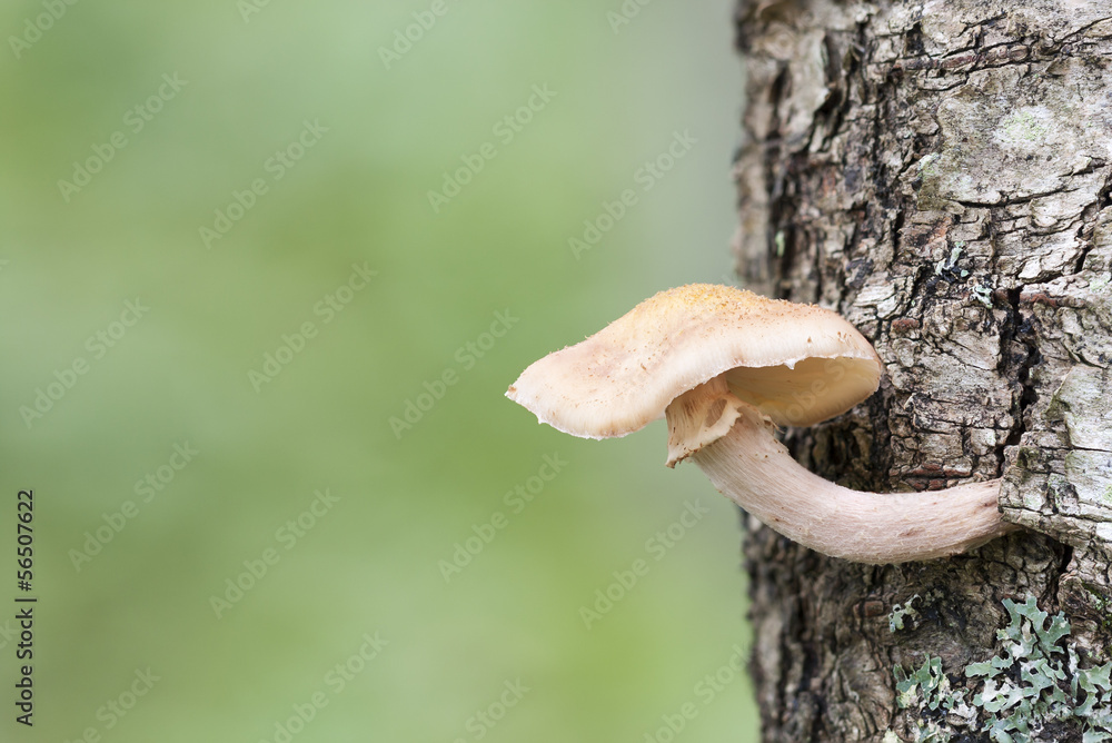 Mushroom on a tree stem