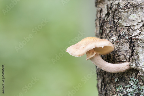Mushroom on a tree stem © RistoH