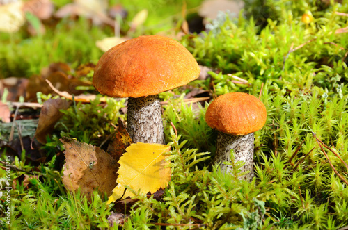 Mushroom in moss
