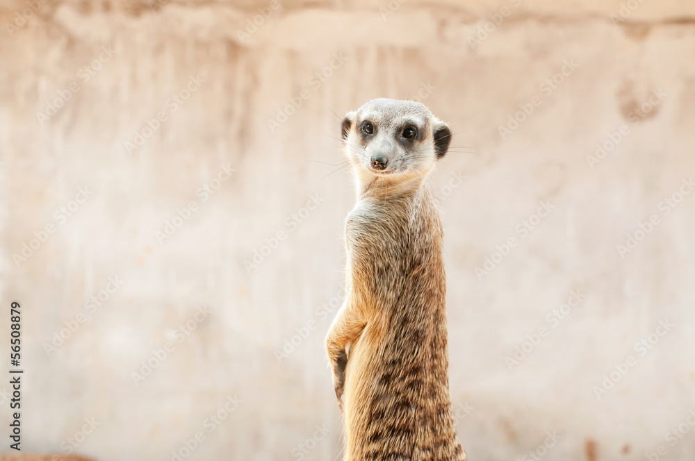 Fototapeta premium Meerkat