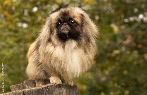 Canvastavla Adult Pekingese posing on a nature  background