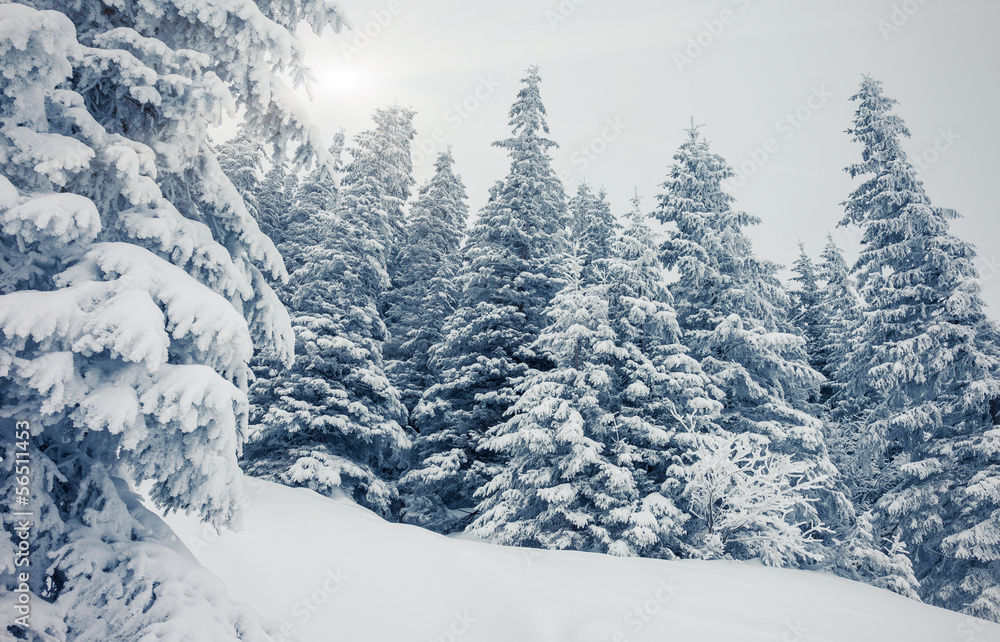 Fototapeta premium winter