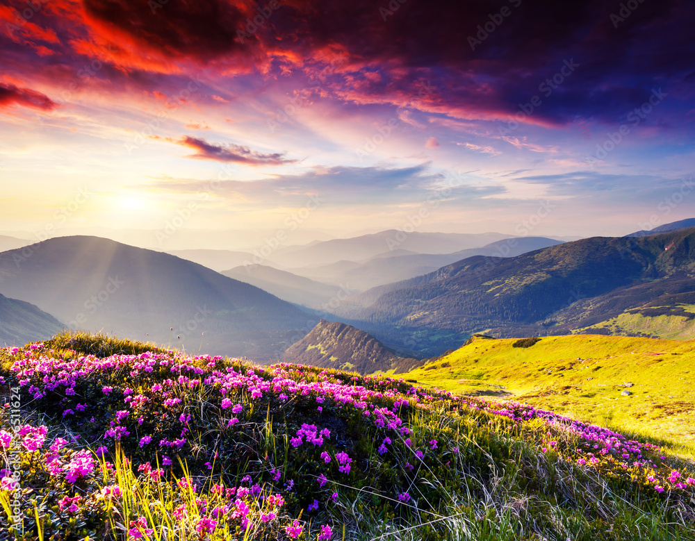 Obraz premium Natura