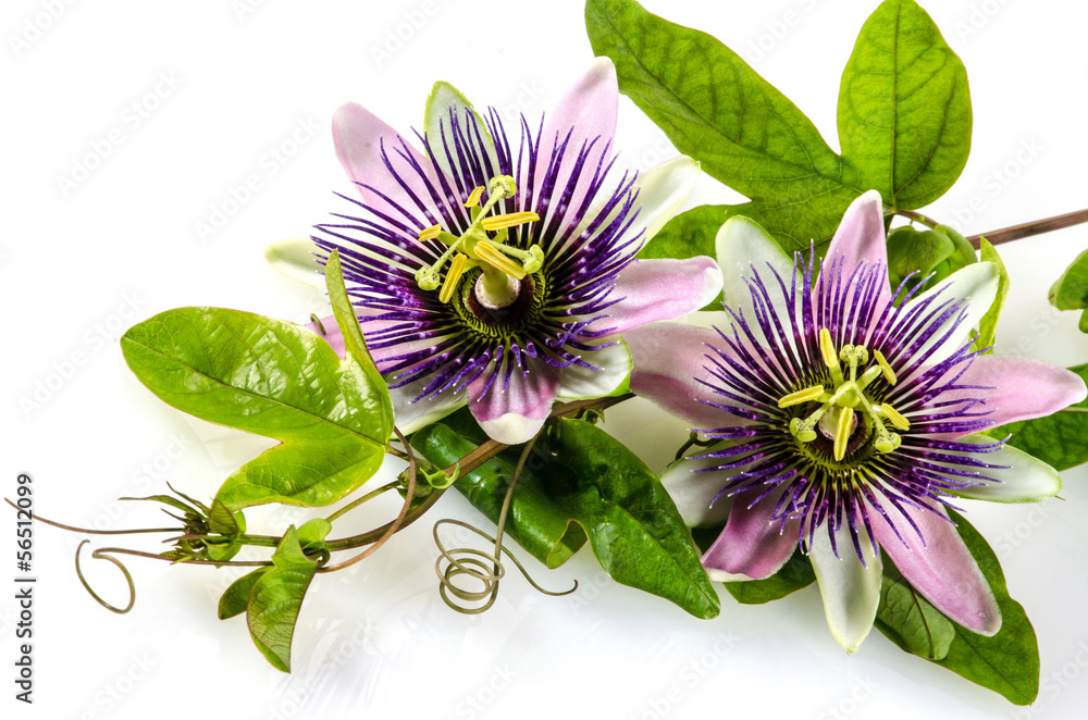 Passionsblumen: passiflora incarnata