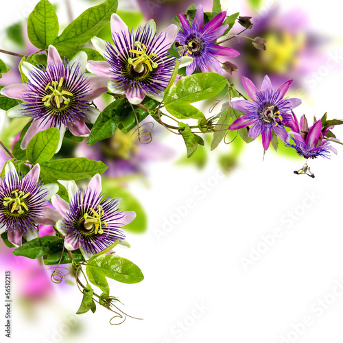 Passionsblumen: passiflora violacea und passiflora incarnata