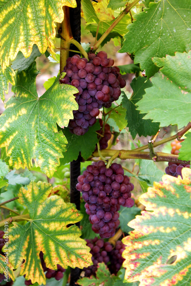 ripe grape branch with  leaves
