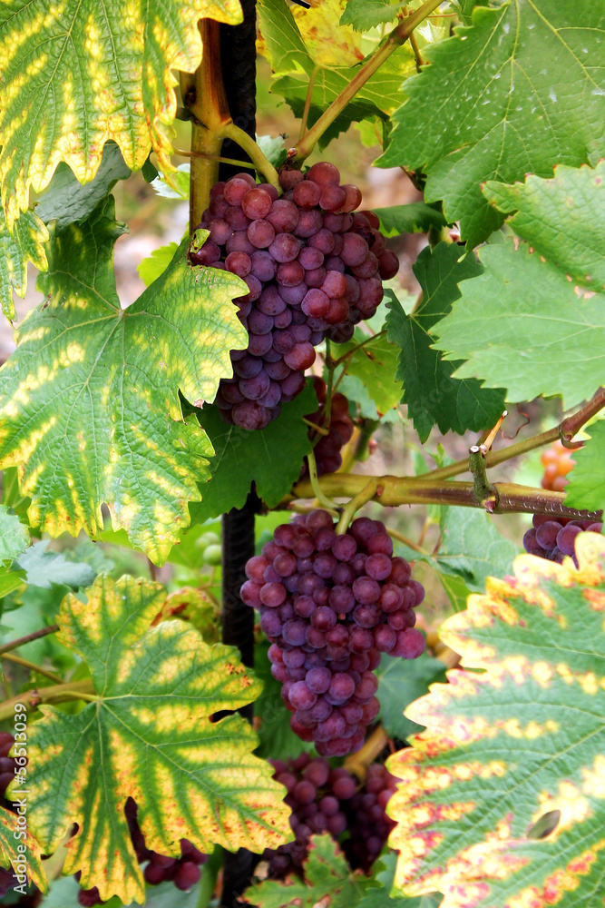 ripe grape branch with leaves ripe grape branch with leaves