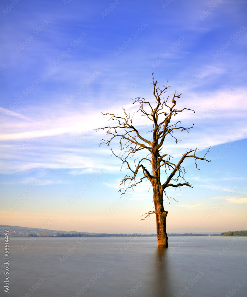 Old tree in lake at sunrise landscape Old tree in lake at sunrise landscape