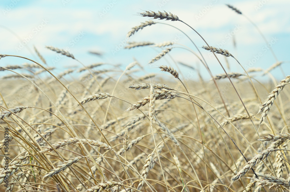 Fototapeta premium wheat field