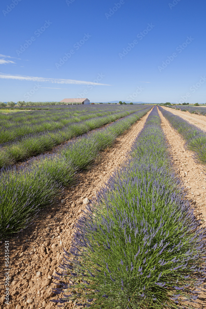 Lavender Field in Valensole, Provence