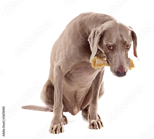 dog with bone