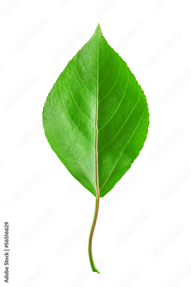 Fototapeta premium Green leaf isolated on white