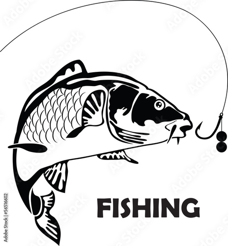 carp fish, vector illustration photo