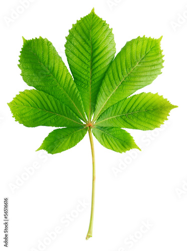 Green chestnut leaf isolated on white
