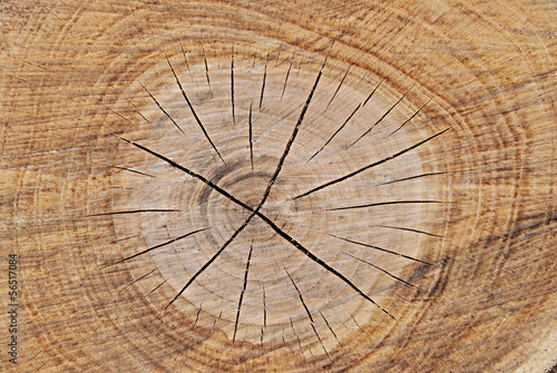 section of wood