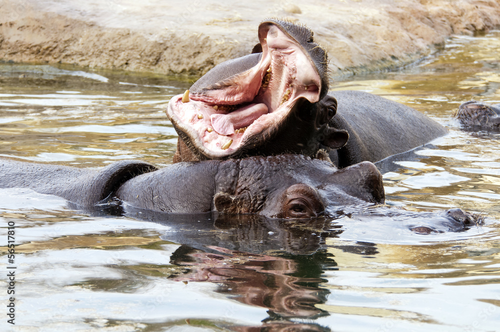 Two hippos