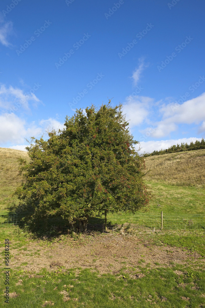lone hawthorn tree