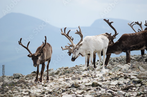 Reindeer Herd