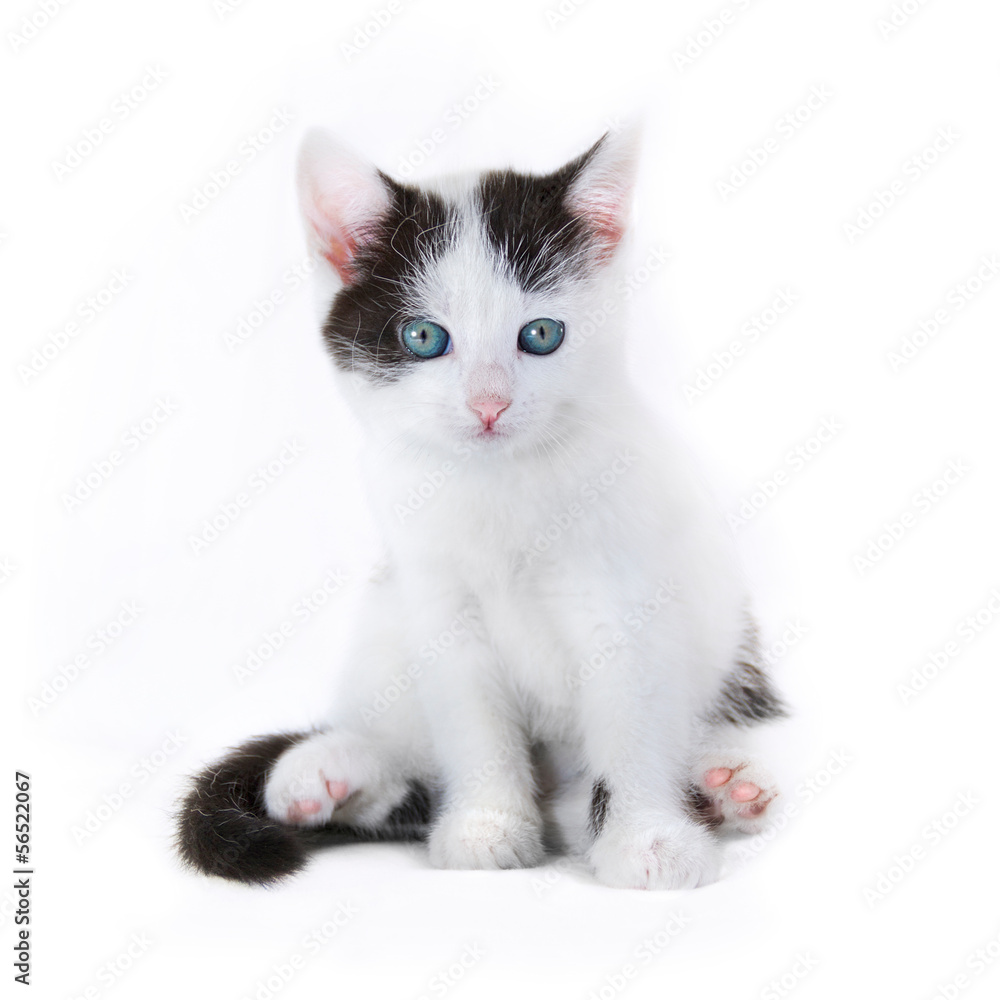Cat kitten on white background