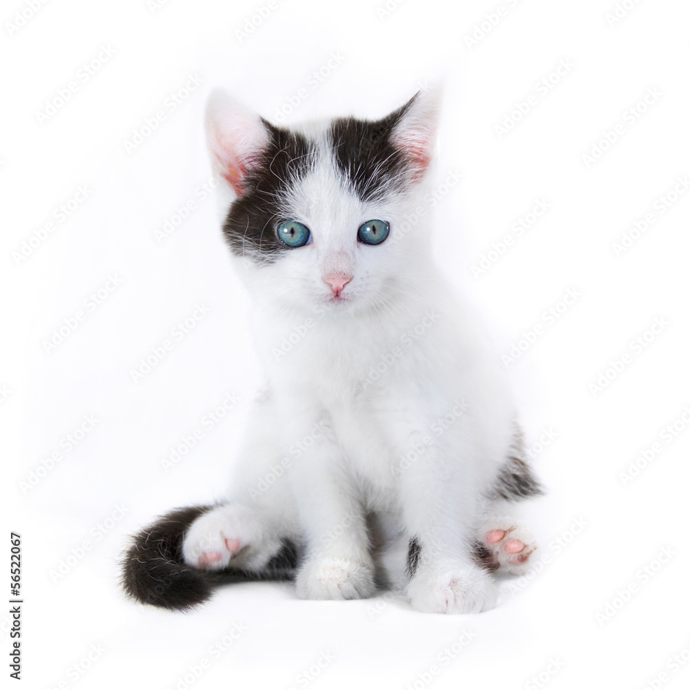 Cat kitten on white background Cat kitten on white background
