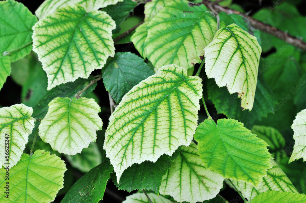 Green leaves Green leaves