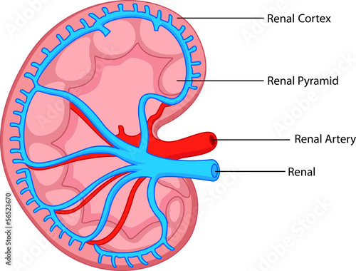 Kidney anatomy photo