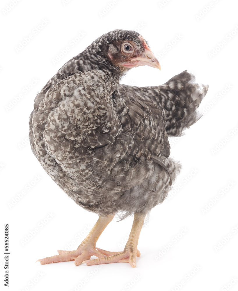 Fototapeta premium grey chicken