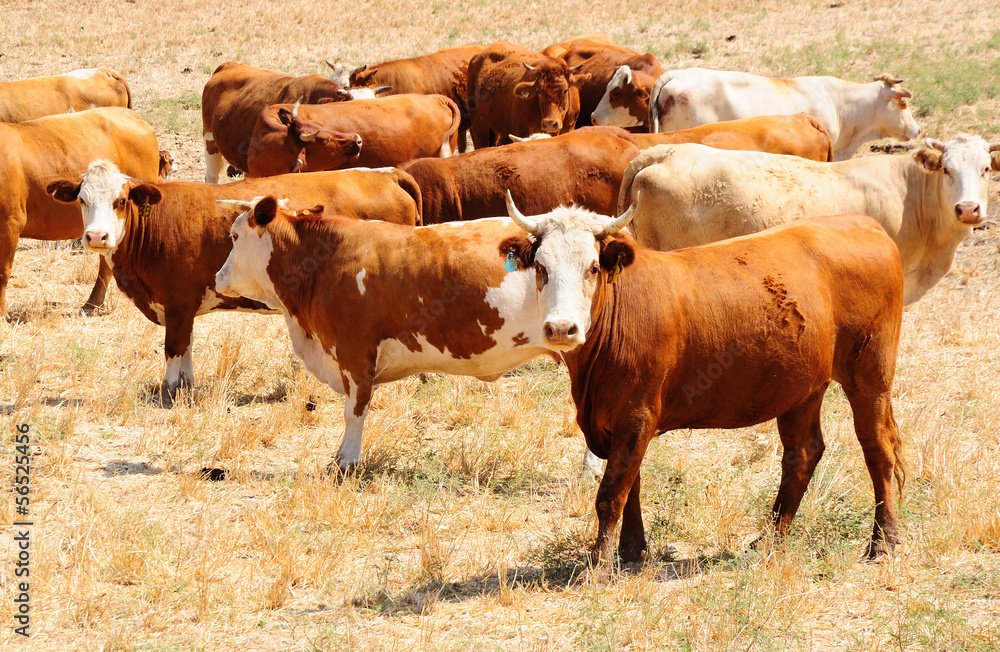 Herd of israeli cows at the pasture-ground. Herd of israeli cows at the pasture-ground.