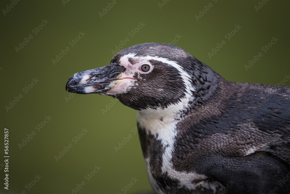 Fototapeta premium penguin