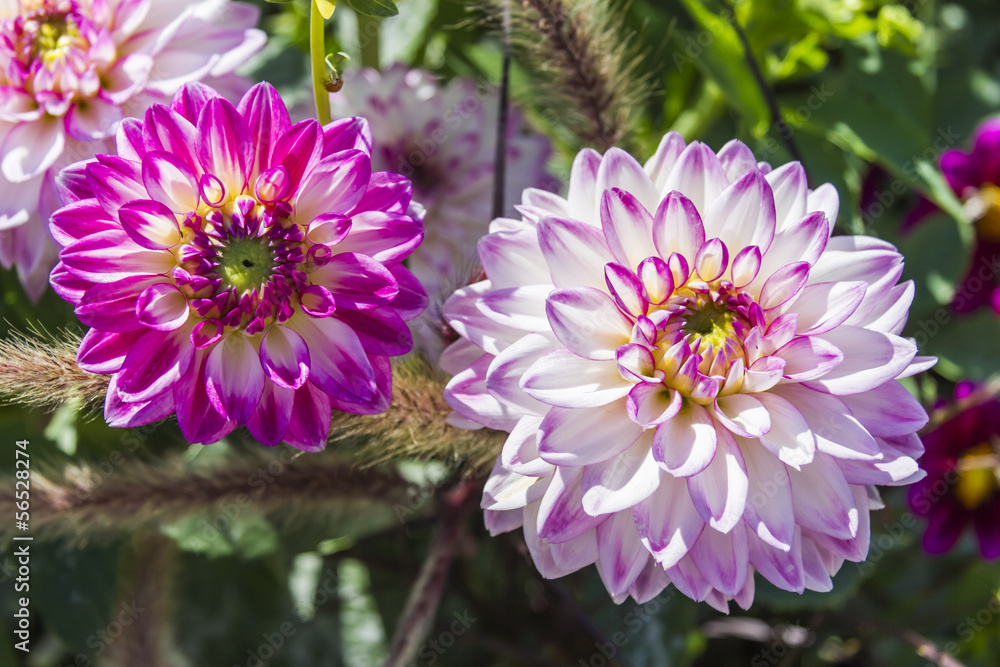 Obraz premium Beautiful colorful flower garden with various flowers