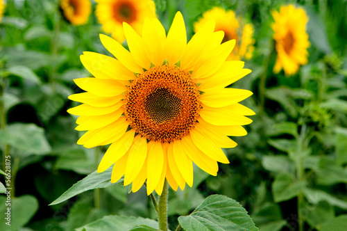 Fototapeta Naklejka Na Ścianę i Meble -  Nice picture of a sunflower