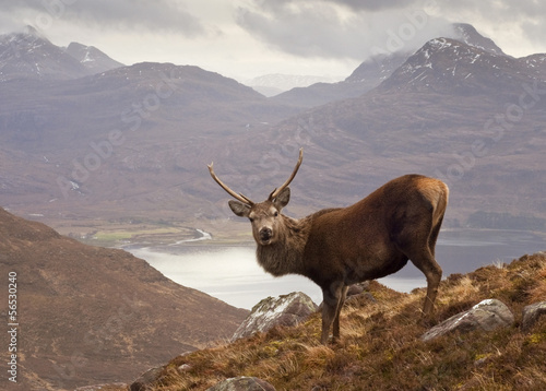 Scottish highlands, wild stag