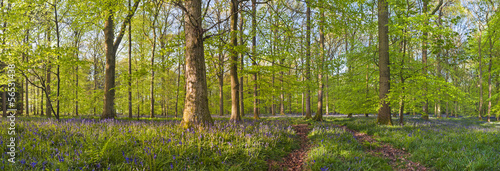 Magical forest and wild bluebell flowers #56531438