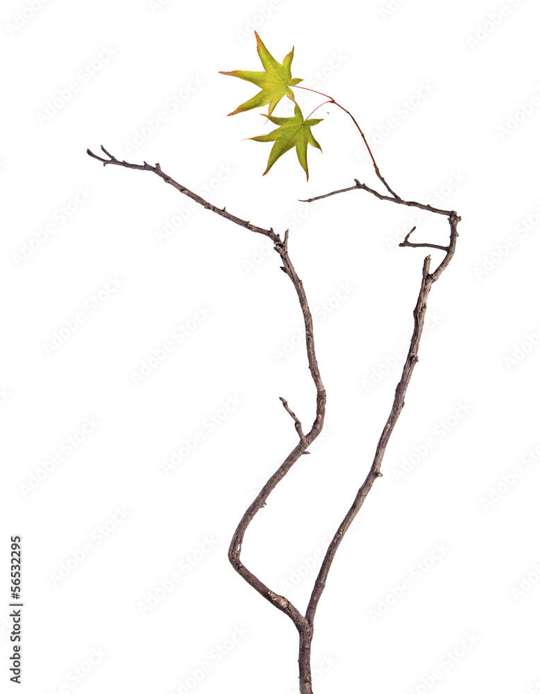 Fototapeta premium Branch with leaf