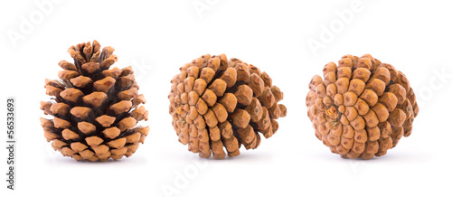 Pine cones isolated on white background